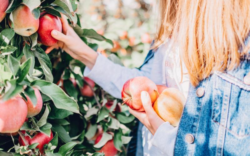 Picking ripe red apples from a tree, a classic fall activity.